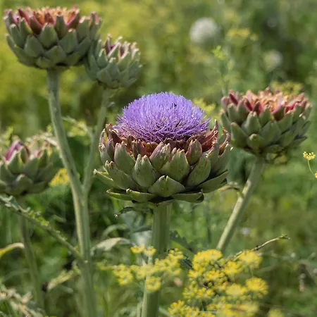 Villa Wonderful Pedersminde Ærøskøbing